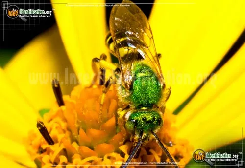 Agapostemon Sweat Bee - photo 4