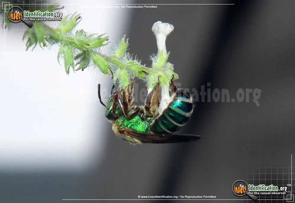 Agapostemon Sweat Bee - photo 5
