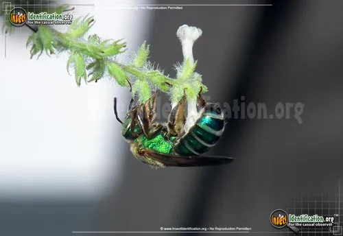Agapostemon Sweat Bee - photo 6