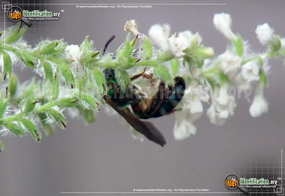 Agapostemon Sweat Bee - photo 7