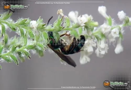 Agapostemon Sweat Bee - photo 8