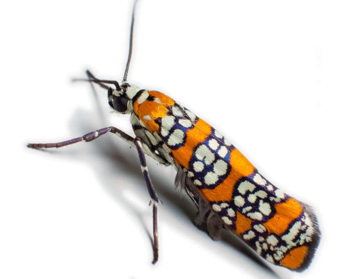 Ailanthus Webworm Moth - photo 3