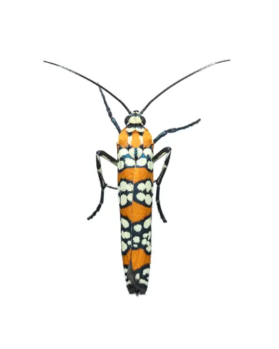 Ailanthus Webworm Moth - photo 5