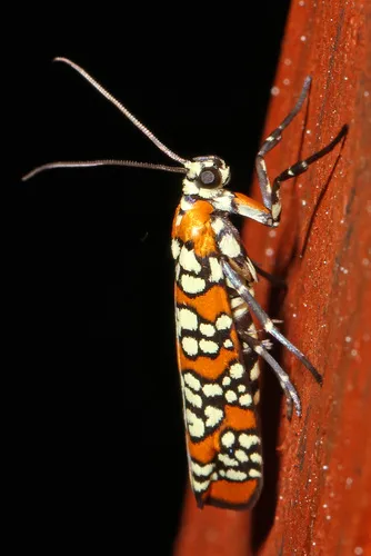 Ailanthus Webworm Moth - photo 6