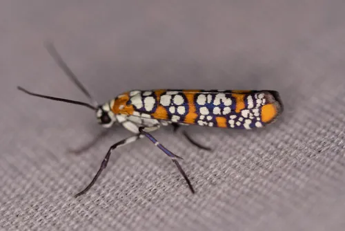 Ailanthus Webworm Moth - photo 8