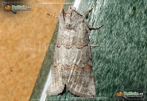 Alberta Lutestring Moth - photo 2