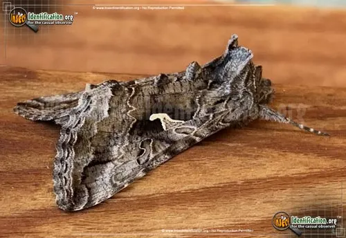 Alfalfa Looper Moth - photo 2