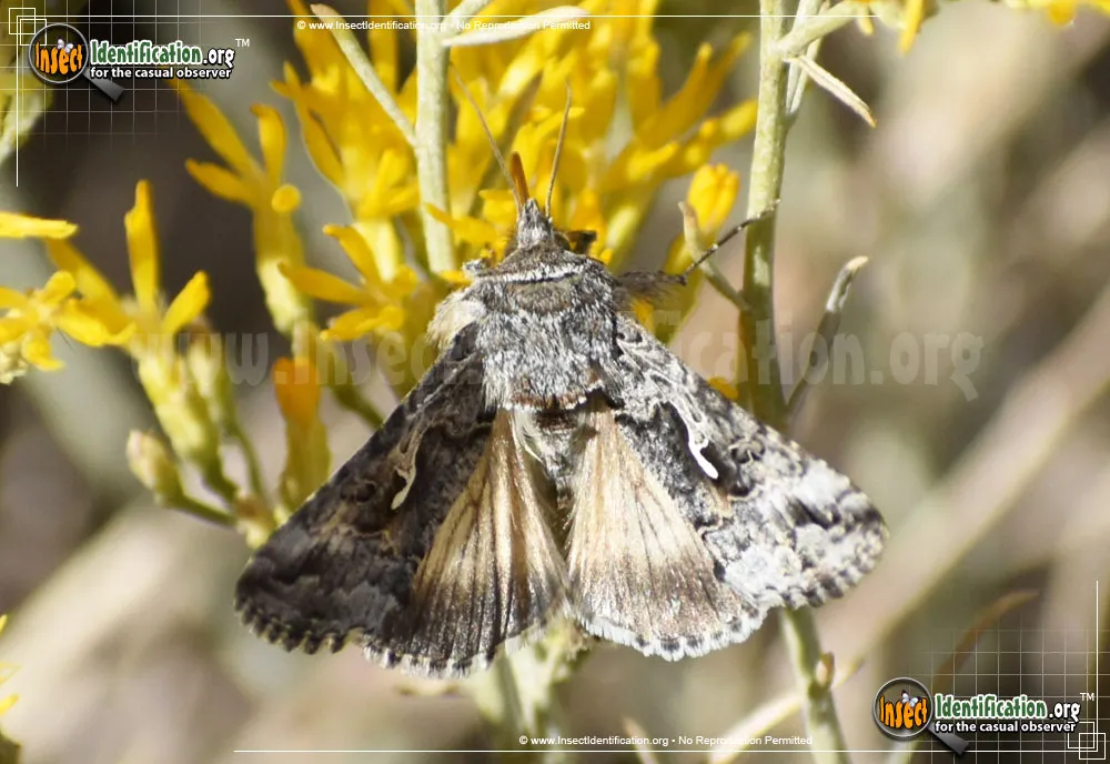Alfalfa Looper Moth - photo 3