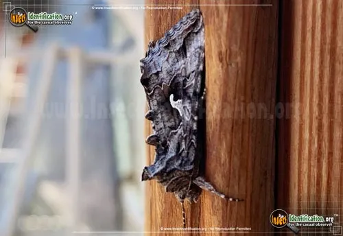 Alfalfa Looper Moth - photo 6