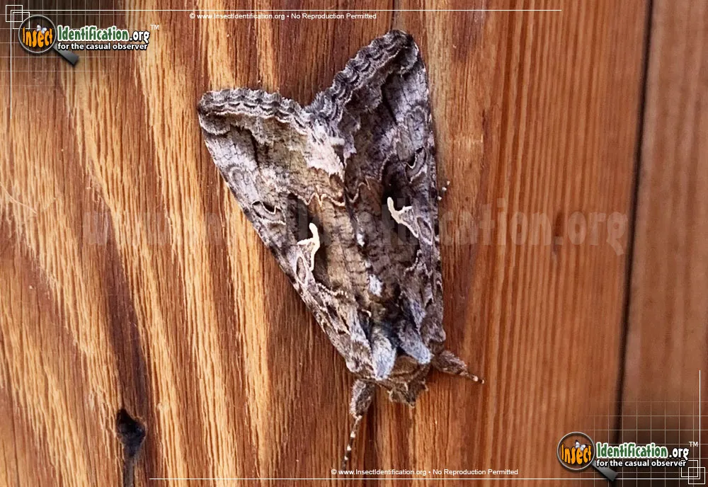 Alfalfa Looper Moth - photo 7
