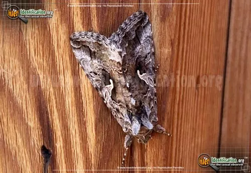 Alfalfa Looper Moth - photo 8