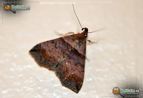 Ambiguous Moth - photo 2