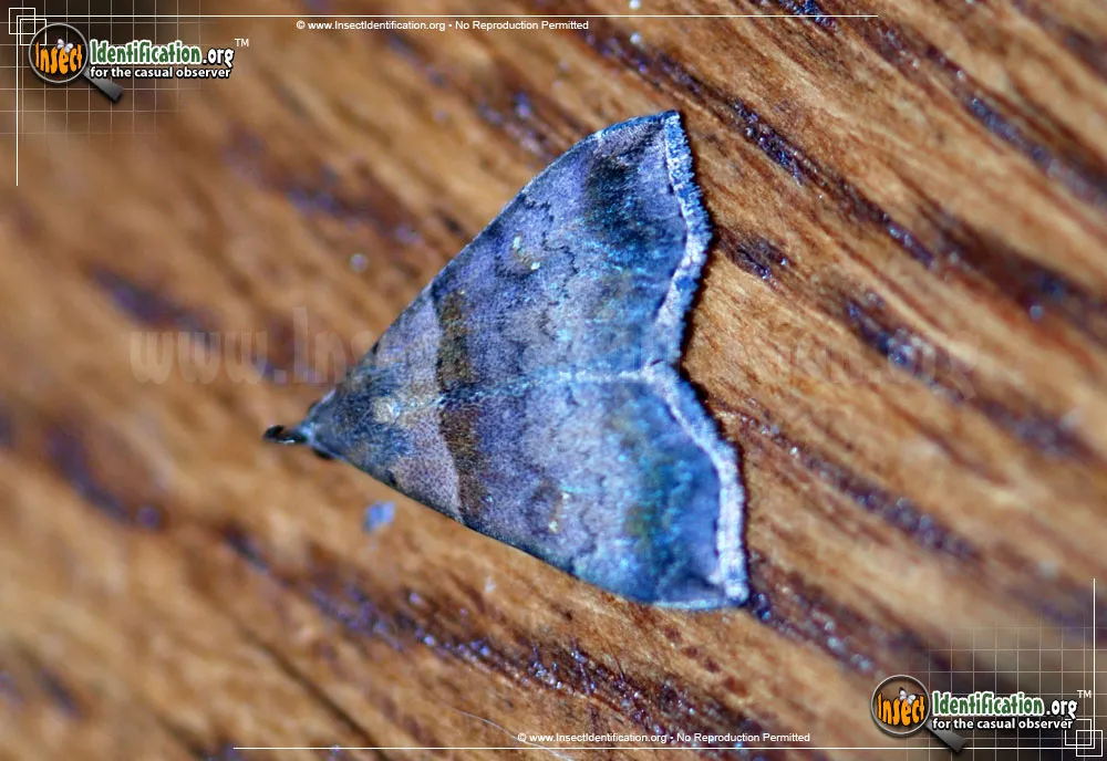 Ambiguous Moth - photo 3