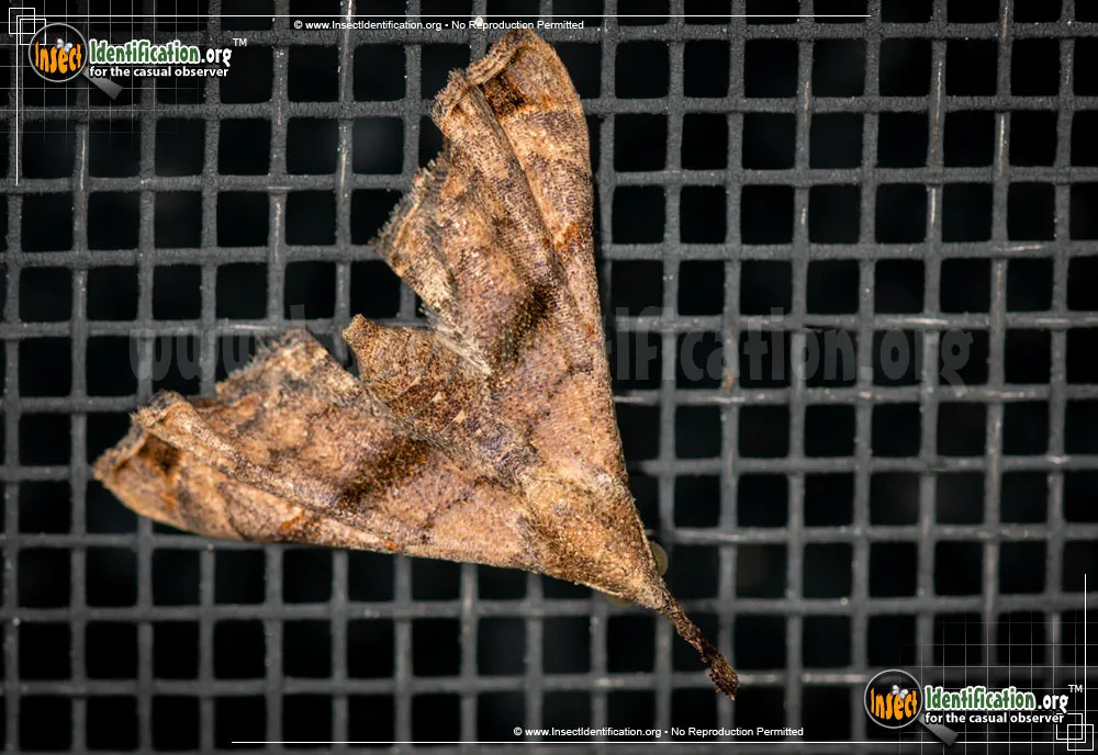 Ambiguous Moth - photo 5