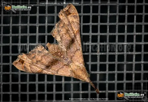 Ambiguous Moth - photo 6