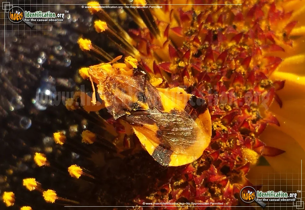 Ambush Bug - Phymata spp