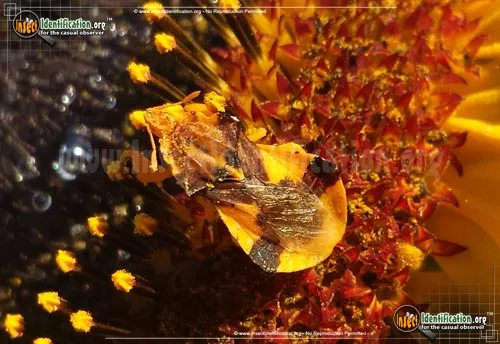 Ambush Bug - photo 2