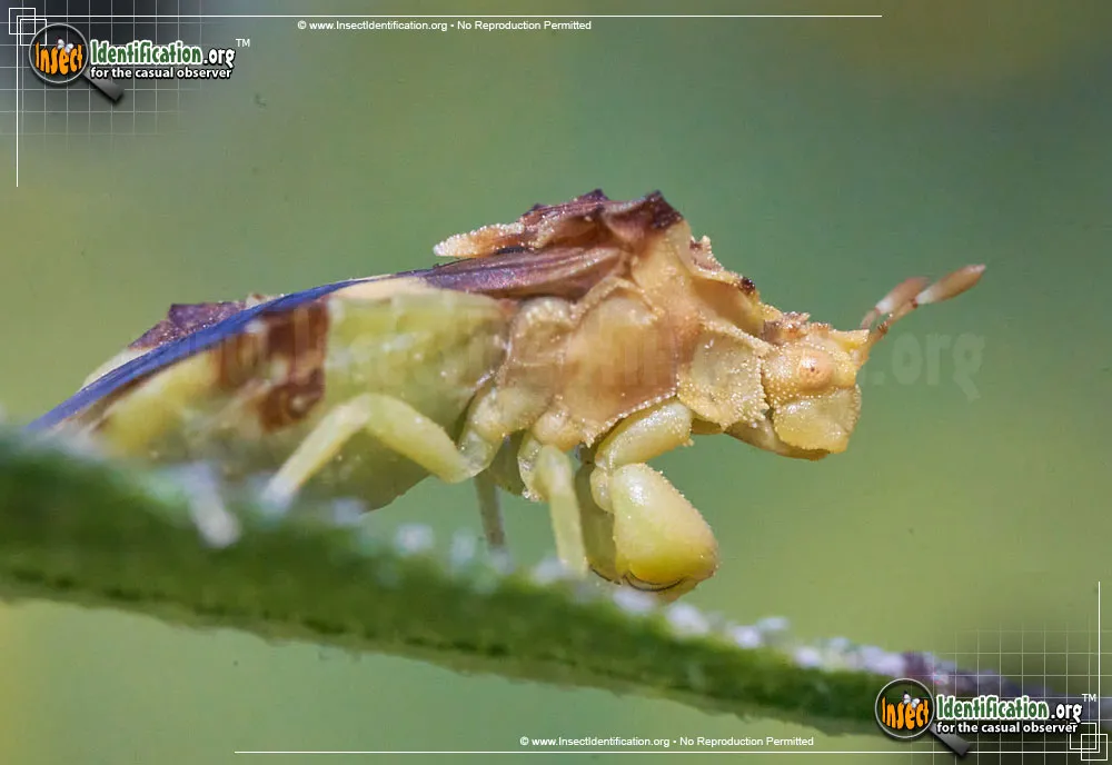 Ambush Bug - photo 3