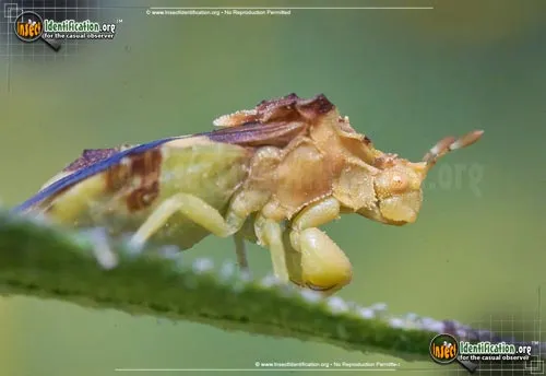 Ambush Bug - photo 4