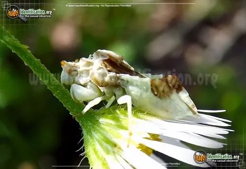 Ambush Bug - photo 6