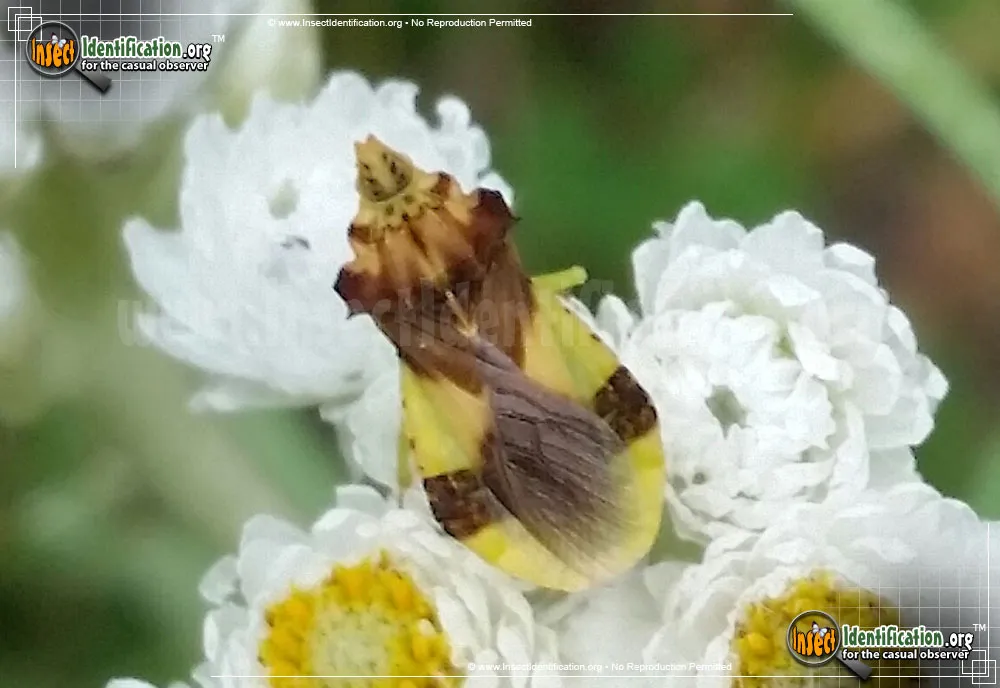 Ambush Bug - photo 7