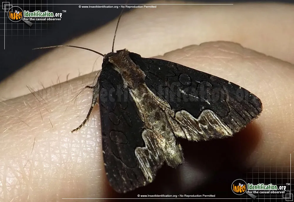 American Bird's-Wing Moth