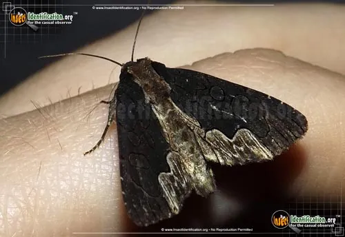 American Bird's-Wing Moth - photo 2