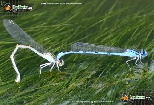 American Bluet Damselfly - photo 2