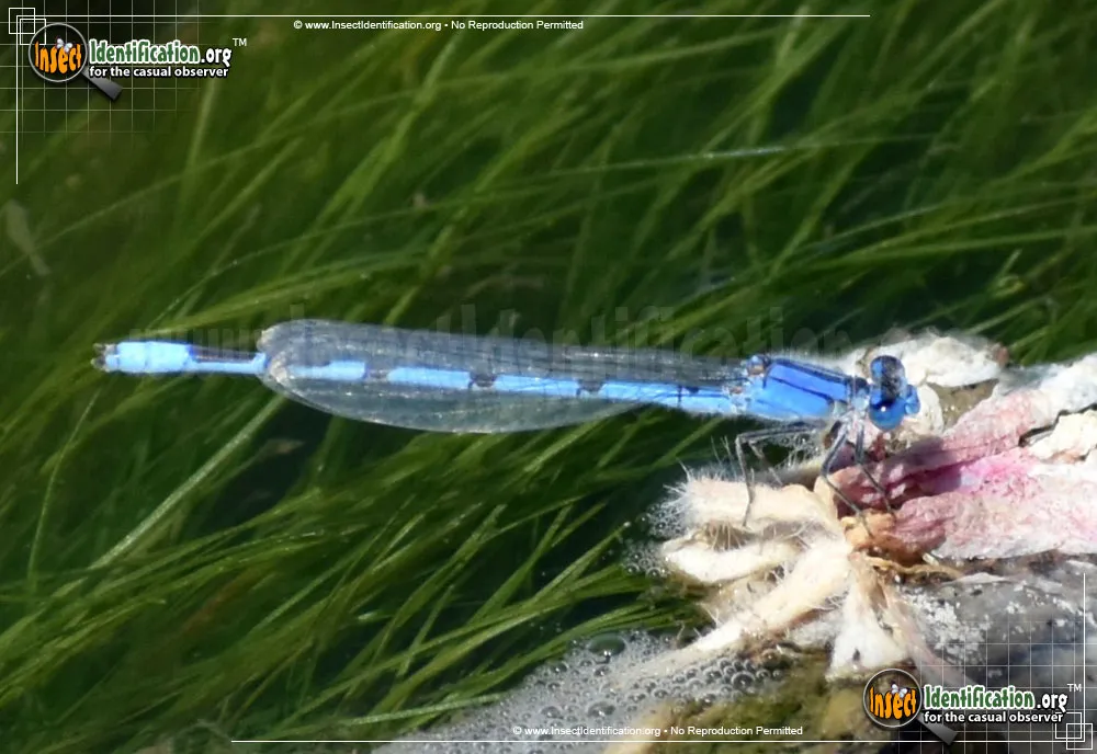 American Bluet Damselfly - photo 3