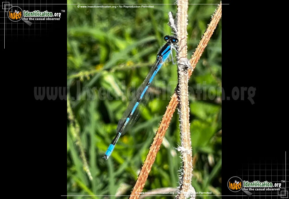 American Bluet Damselfly - photo 5