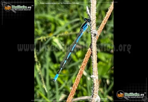American Bluet Damselfly - photo 6