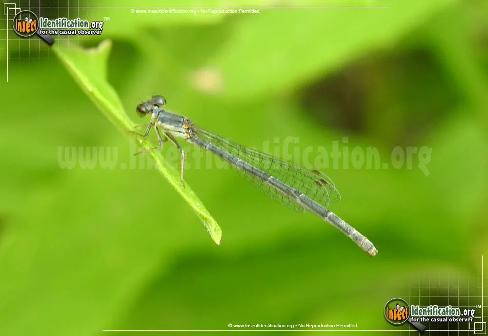 American Bluet Damselfly - photo 7