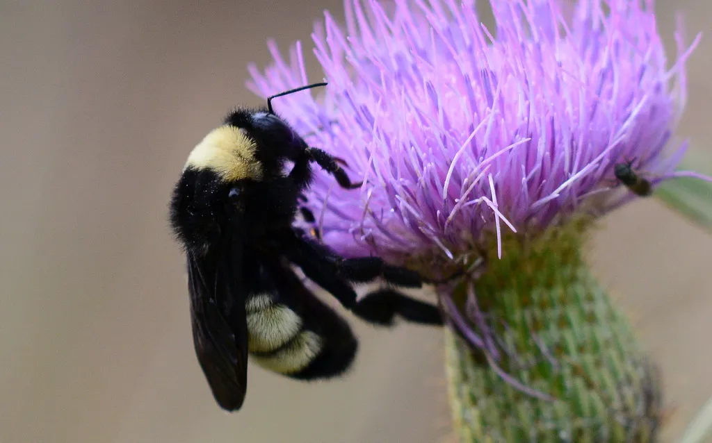 American Bumble Bee - photo 2