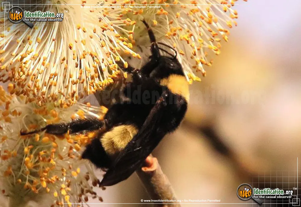American Bumble Bee - photo 4