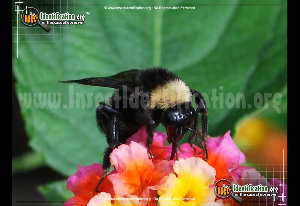 American Bumble Bee - photo 5