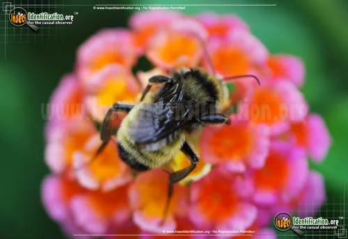 American Bumble Bee - photo 6
