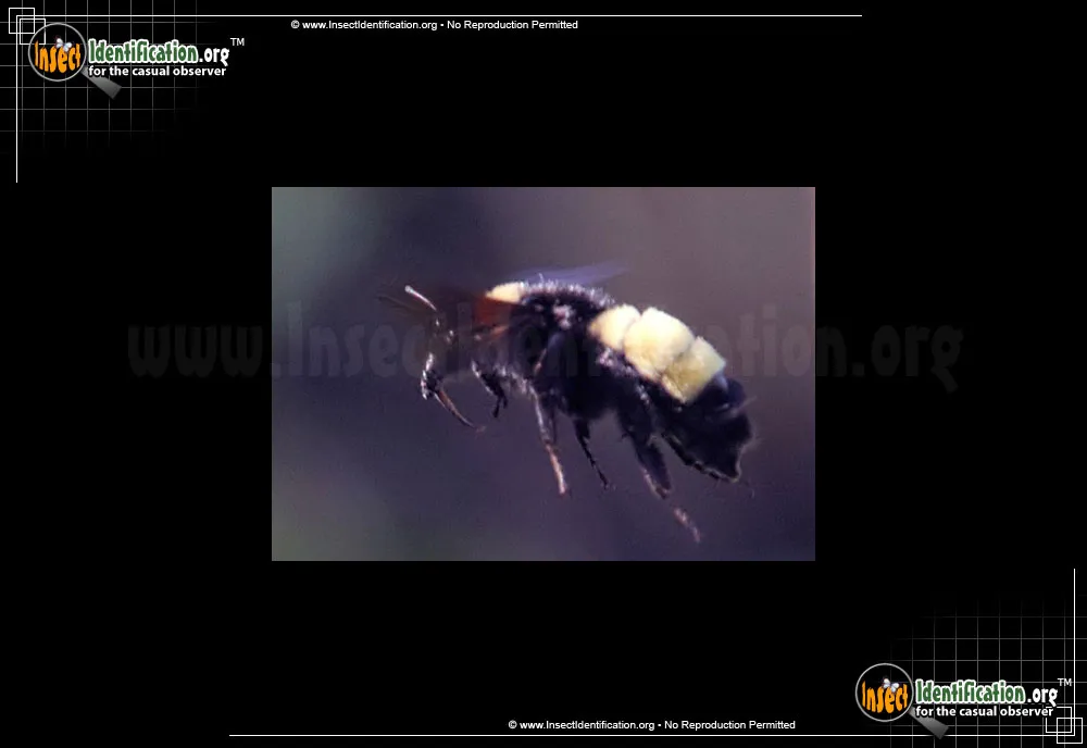 American Bumble Bee - photo 7