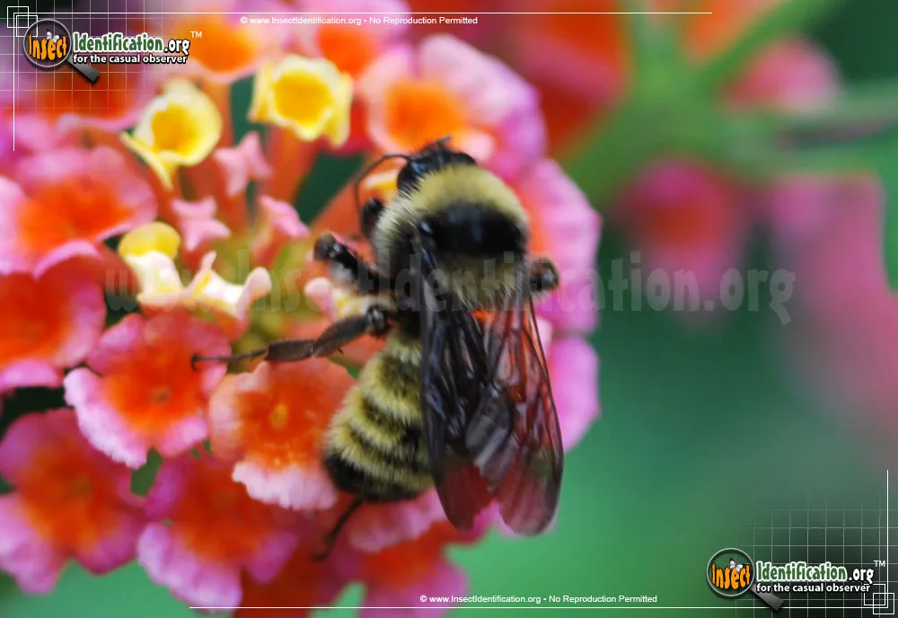 American Bumble Bee - photo 8