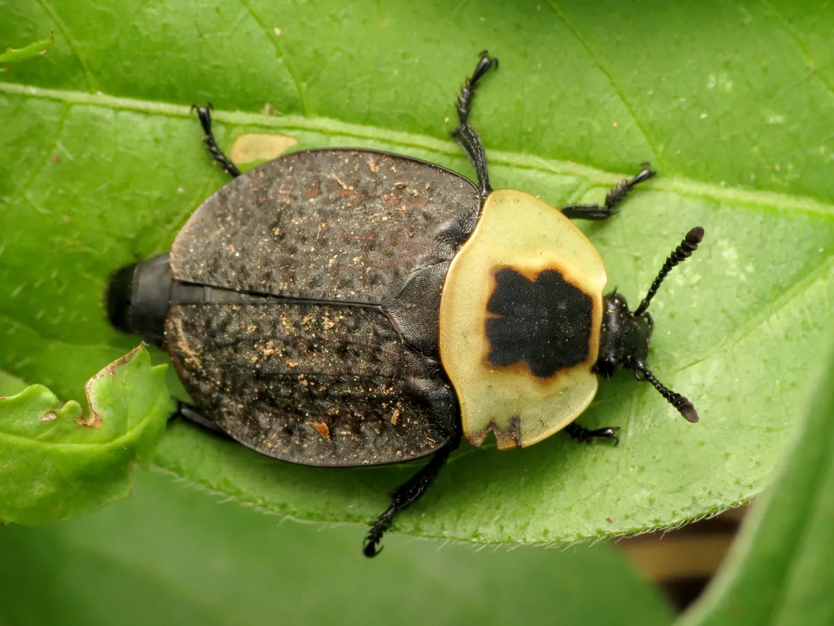 American Carrion Beetle - photo 3