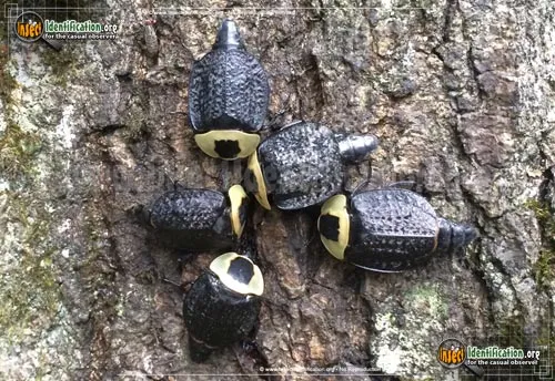 American Carrion Beetle - photo 5
