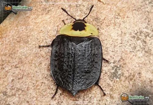 American Carrion Beetle - photo 6