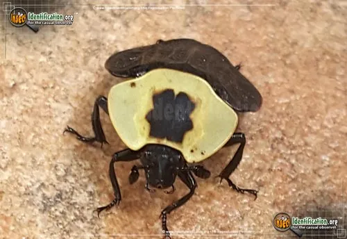 American Carrion Beetle - photo 7