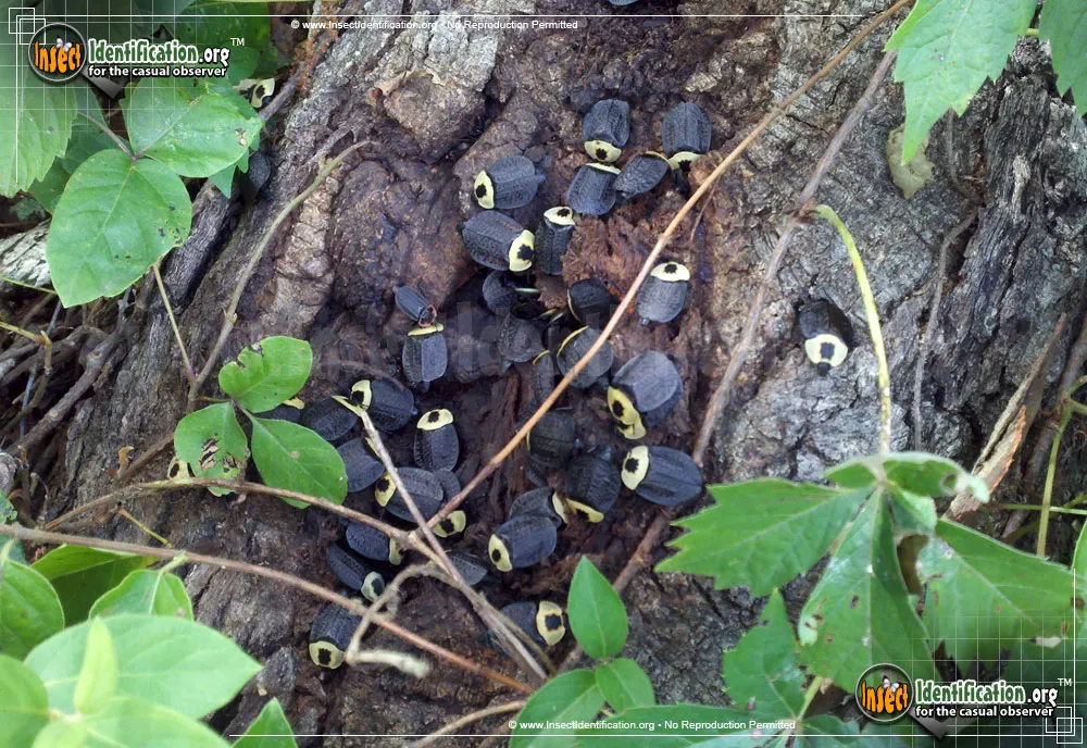 American Carrion Beetle - photo 8