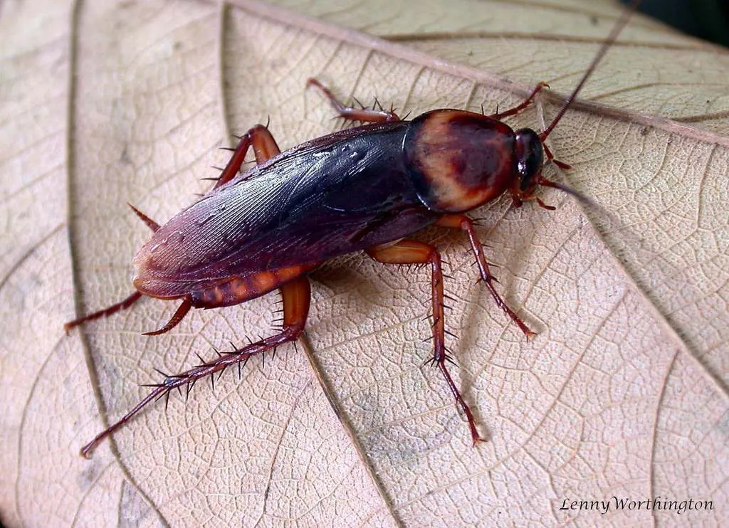American Cockroach - photo 3