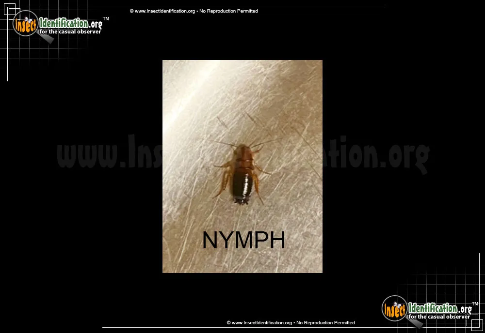 American Cockroach - photo 5