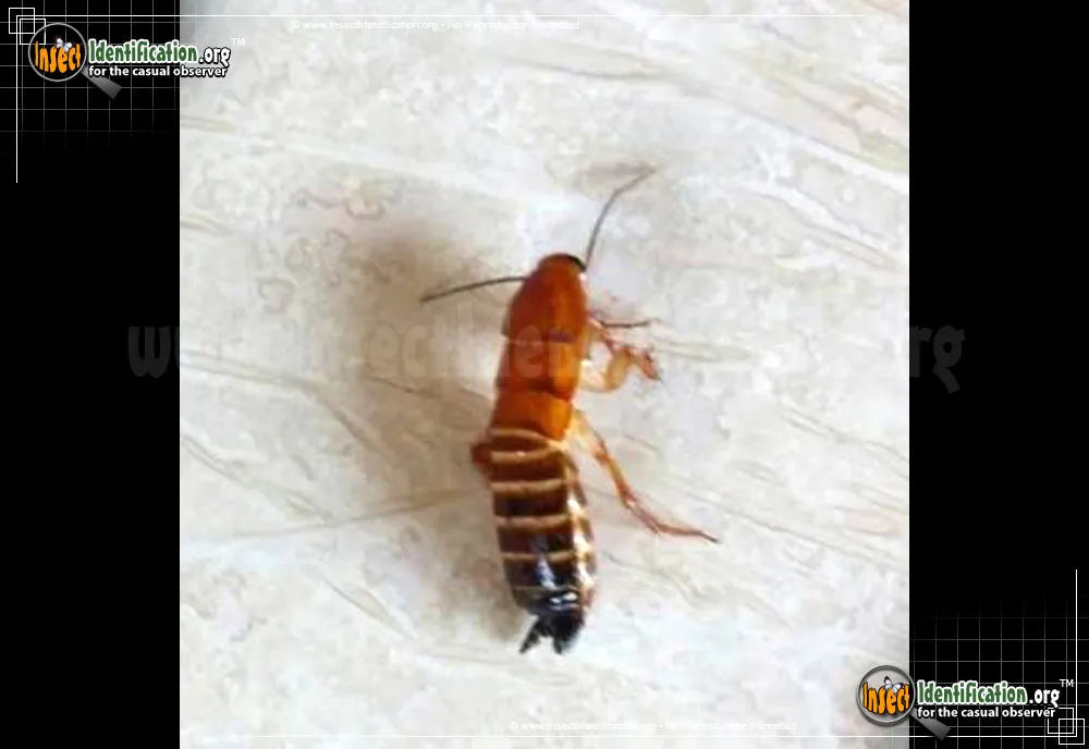 American Cockroach - photo 6