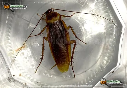 American Cockroach - photo 7