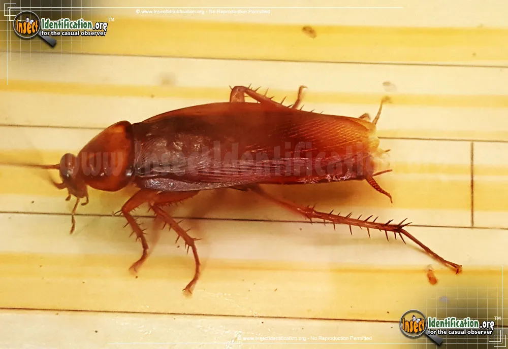 American Cockroach - photo 8