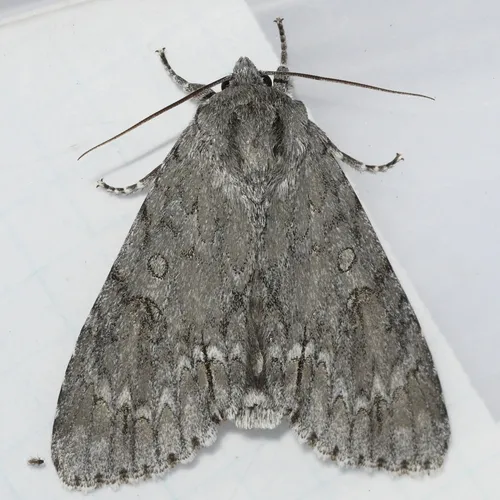American Dagger Moth