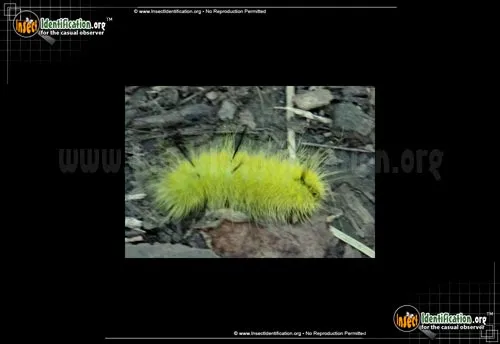 American Dagger Moth - photo 8